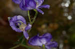 Southern blue monkshood <BR>Monkshood